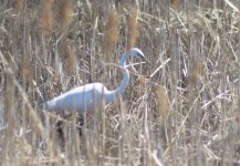 WhiteHeron100p.jpg WhiteHeron100p.jpg