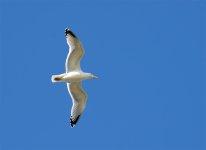 Seagull2.jpg Seagull2.jpg