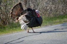 TurkeyR.jpg TurkeyR.jpg