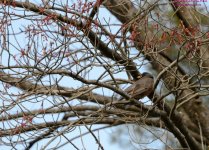 120 Robin-130430-Cropped_01.jpg