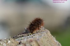 120 Silver-Spotted Tiger Moth Caterpillar-130430-01_01.jpg