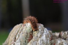 120 Silver-Spotted Tiger Moth Caterpillar-130430-03_01.jpg