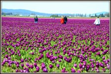 5100 tulip 300.jpg