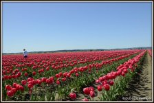 5100 tulip 320.jpg