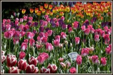 5100 tulip 367.jpg