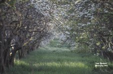 Orchard pic 1 site.jpg