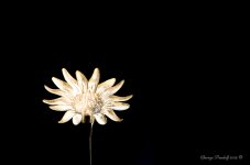 Day120GlassFlower.jpg