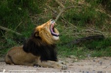 Lion being a Lion.jpg