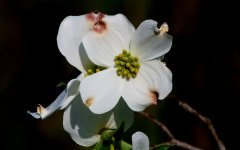 2013-04-22 Dogwood-1.jpg