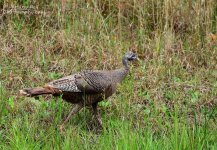 DSC_1022.jpg