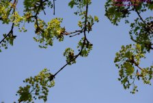 121 Maple-130501_01.jpg