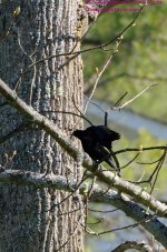 121 Red-winged Blackbird-130501-01-Cropped_01.jpg