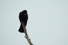 DSCN3526.jpg