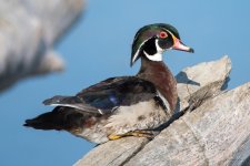 WoodDuck-300.jpg