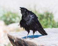 Crow-335.jpg