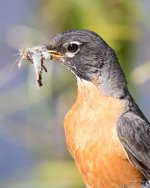 Robin-335.jpg