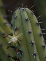Cactus.jpg