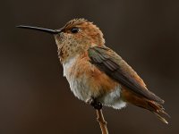 Hummer3.jpg