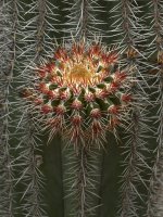 Cactus2.jpg