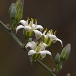 Yucca3.jpg