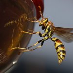 Wasp2.jpg