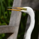 Egret.jpg