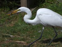 Egret4.jpg