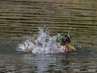 Mallard.jpg