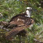 Osprey3.jpg