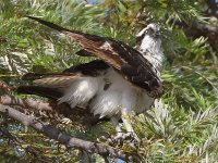 Osprey4.jpg