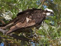 Osprey6.jpg