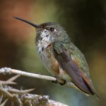 Hummer8.jpg