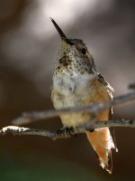 Hummer9.jpg