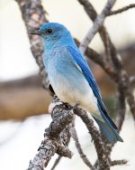 MountainBluebird-303.jpg