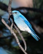 MountainBluebird-300.jpg