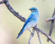 MountainBluebird-301.jpg