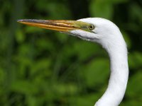Egret2.jpg