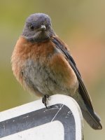 Bluebird6.jpg