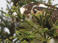 Osprey3.jpg