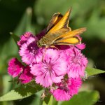 Skipper-301.jpg