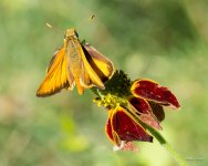 Skipper-302.jpg