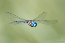 DragonFlight-301.jpg