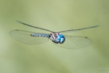 DragonFlight-303.jpg