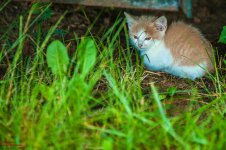 20180627 morning walk-3465.jpg