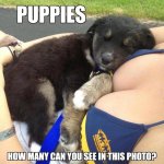 puppies.jpg
