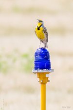 TaxiwayLark-300.jpg