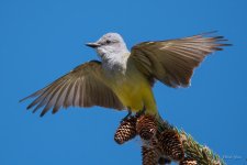 WesternKingbird-310.jpg