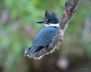 Kingfisher-310.jpg