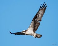 OspreyFlight-341.jpg