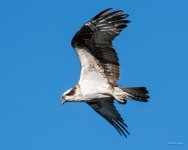 OspreyFlight-342.jpg